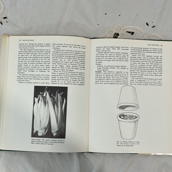 Vegetable Growing for Health and Flavor - Picture 3 of 5